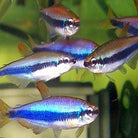 Blue Emperor Kerri Tetra 3 Cm