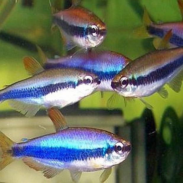 Blue Emperor Kerri Tetra 3 Cm