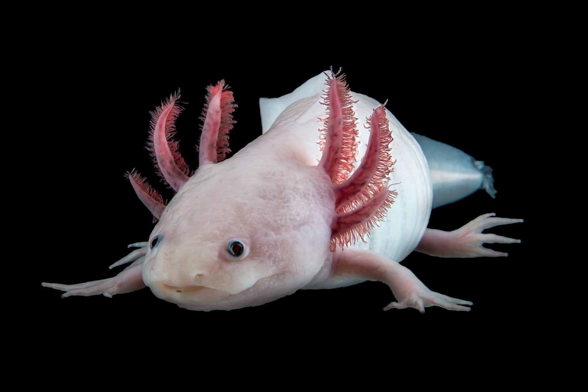Axolotl - White 15 Cm