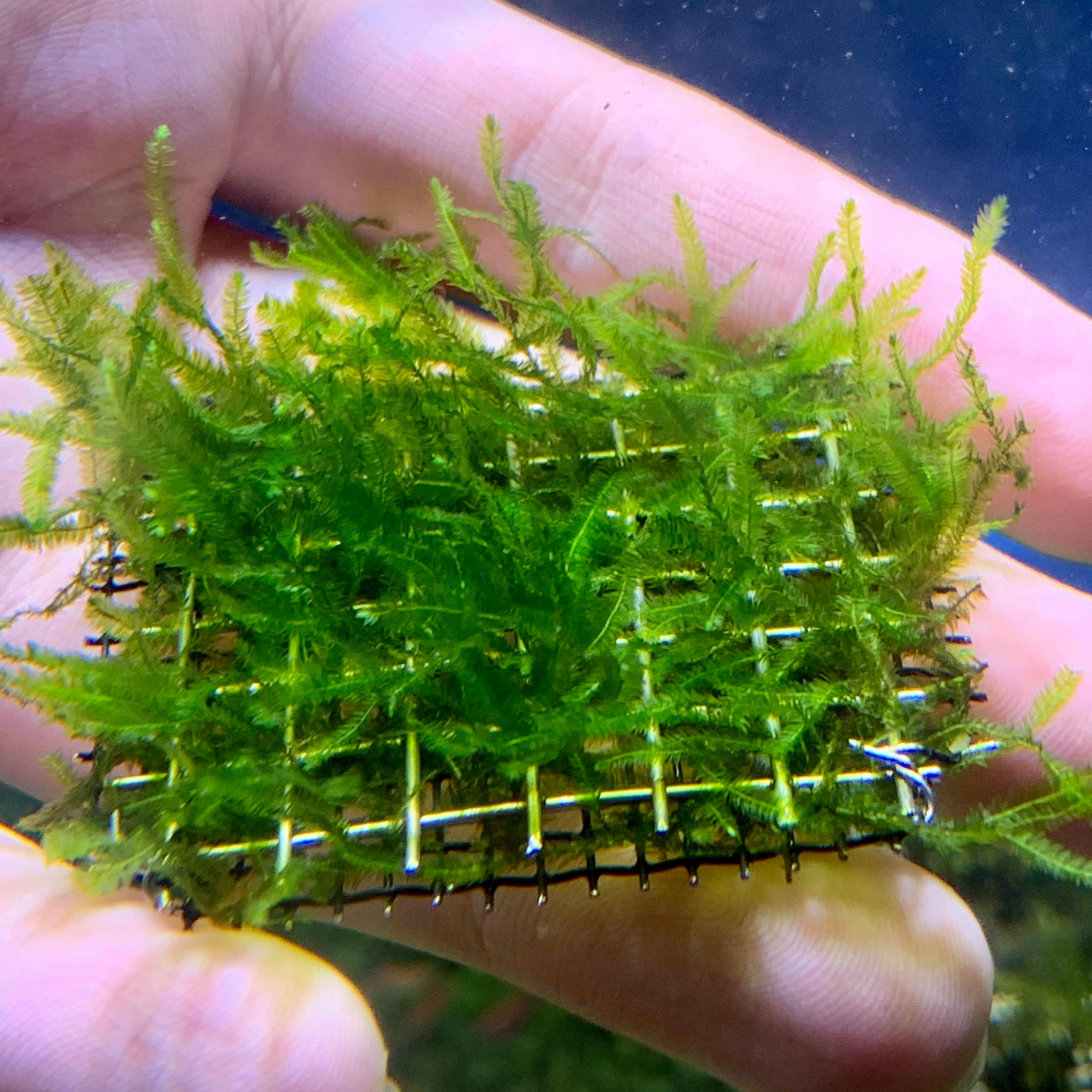 Mini Christmas Moss 5cm Tray - Nature Aquariums