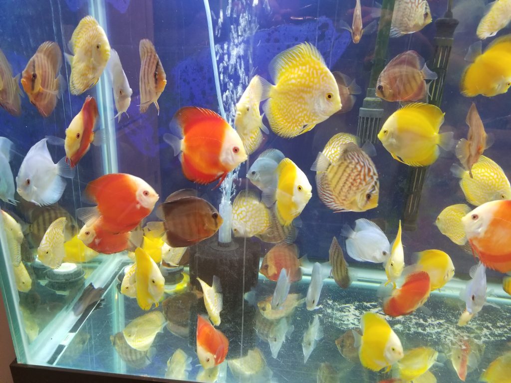 Assorted Discus 5.0-6.0 cm - Nature Aquariums