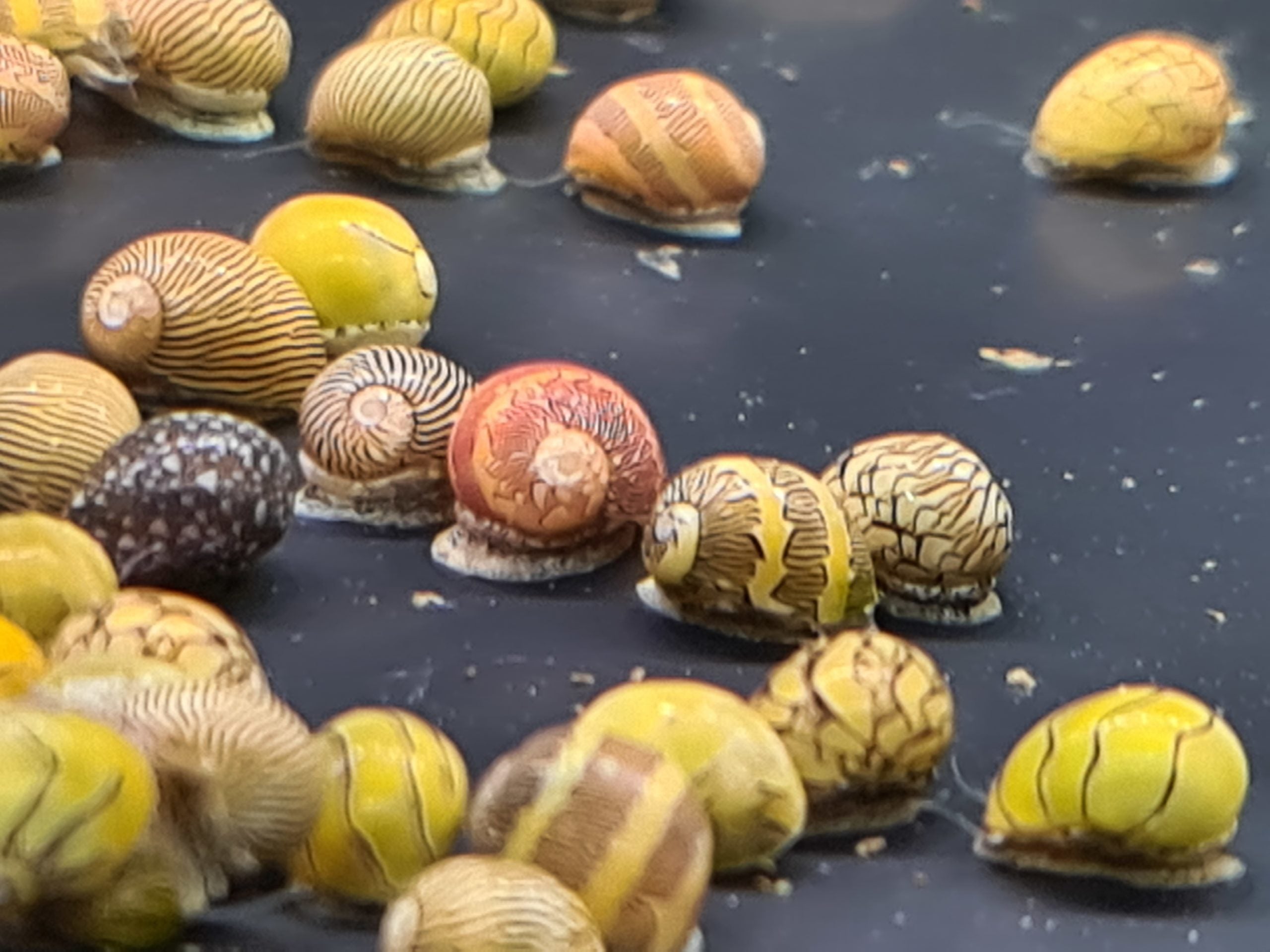 Nerite Snails 0.5cm
