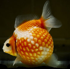 Pingpong Pearlscale Goldfish
