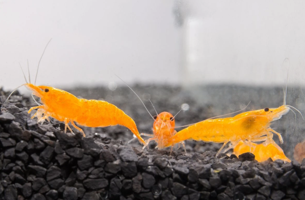 Tangerine Cherry Shrimp