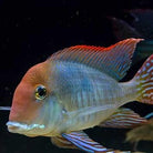 Geo. Red Horseface 4 cm - Nature Aquariums