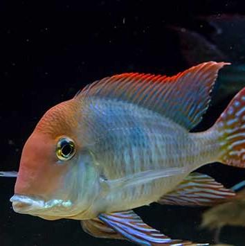 Geo. Red Horseface 4 cm - Nature Aquariums