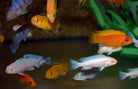 XL Cichlid