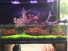 Staurogyne repens - 10 stems - Nature Aquariums