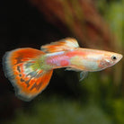 Pigeon Blood Guppy Male