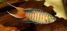 Paradisefish  4.5 cm - Nature Aquariums