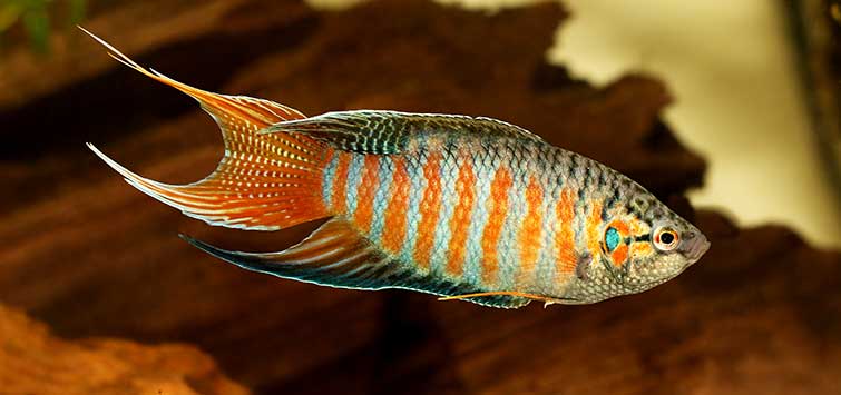 Paradisefish  4.5 cm - Nature Aquariums