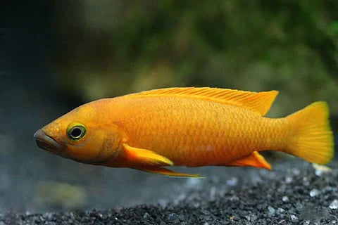Lelupi Cichlid 8cm