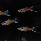 Cardinal Endler Pair