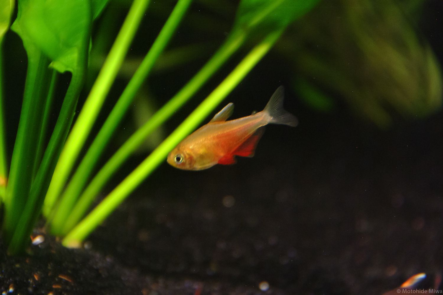 Golden Flame Tetra
