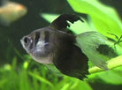Black Widow Tetra Longfin 3.5 Cm