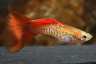 Blonde Red Cobra Guppy Female