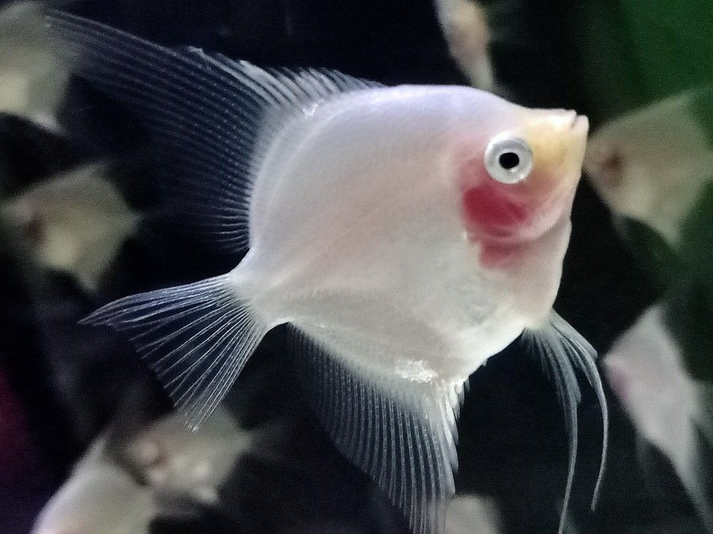 Blushing Angelfish