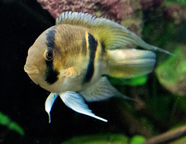 Keyhole Cichlid 7cm