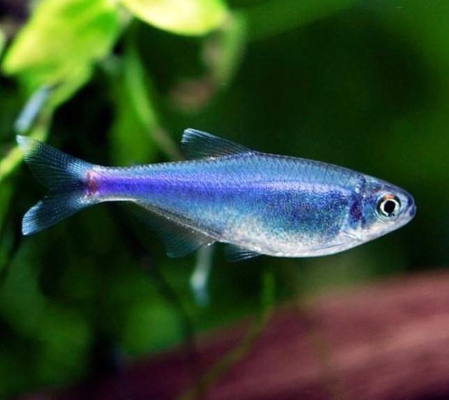 Cochus Blue Tetra  3 cm - Nature Aquariums