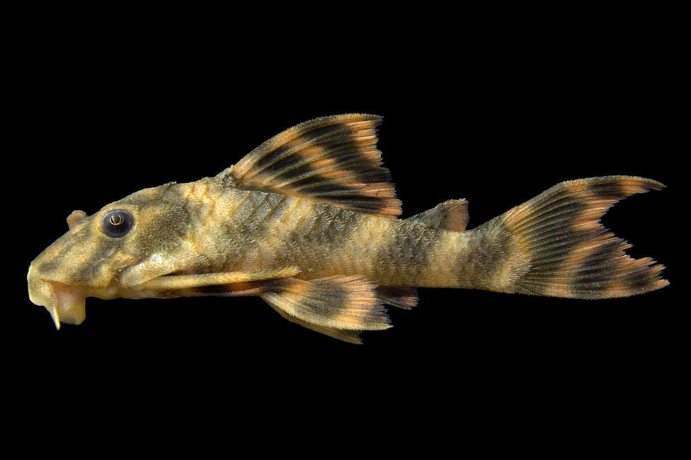 Clown Peckolita