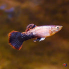 Pink Tuxedo Guppy Male