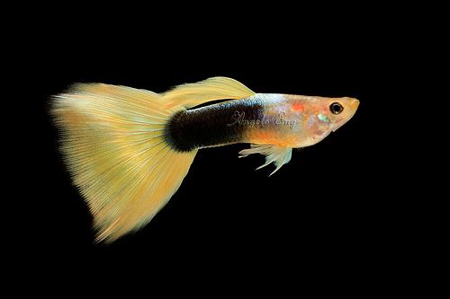 Yellow Tuxedo Guppy Male