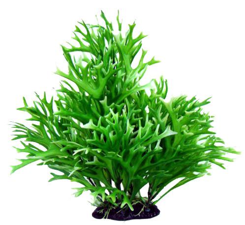 13” Bushy Plant Water Sprite - Nature Aquariums
