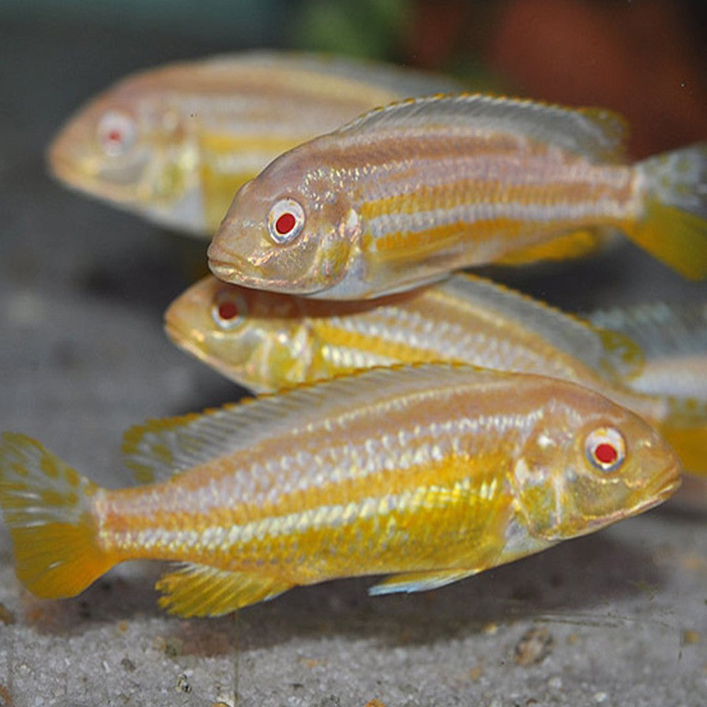 Albino Auratus Melanochromis