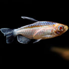 Congo Tetra Albino 4 cm - Nature Aquariums