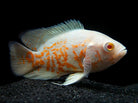 Albino Tiger Oscar Large