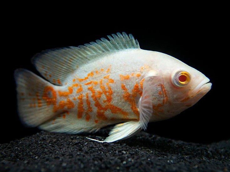 Albino Tiger Oscar Large