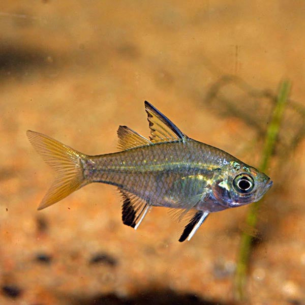 Glassfish Northwest