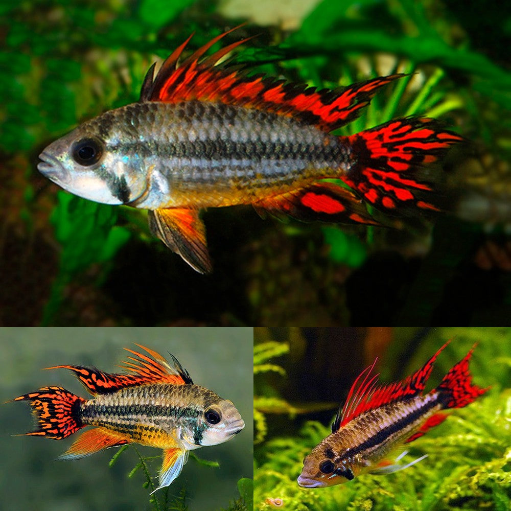 Apistogramma Cacatuoides Orange Flash