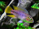 Apistogramma Borellii
