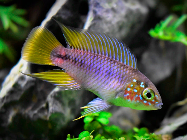 Apistogramma Borellii
