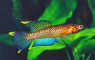 Aphyo. Chromaphyosemion Poliaki Killifish Pair