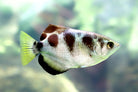 Archerfish - 10cm
