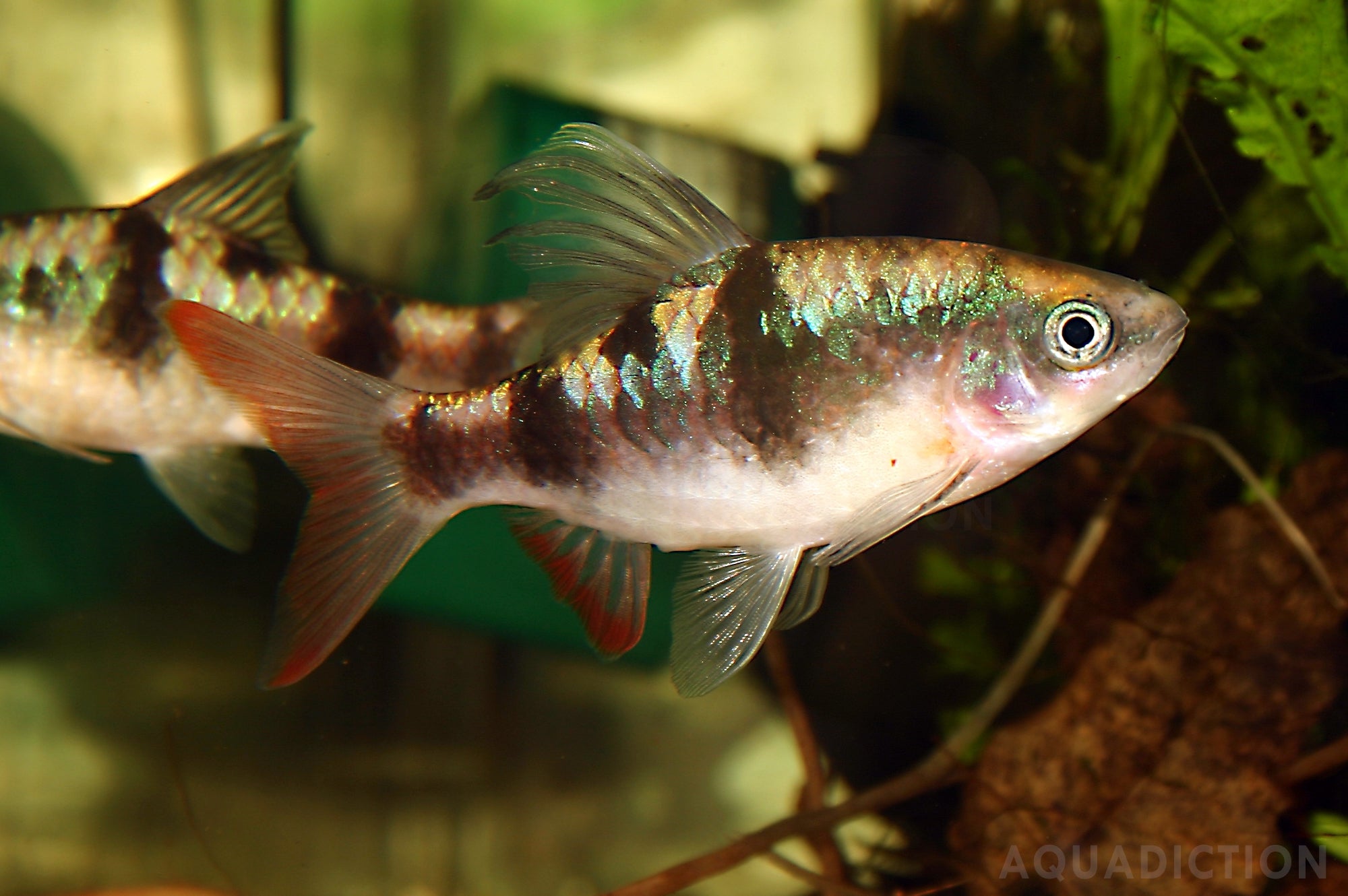 Arulius Barb