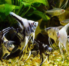 Assorted Angelfish 3.0-3.5 cm - Nature Aquariums