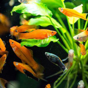 Assorted Swordtails 5.0-6.0 cm - Nature Aquariums