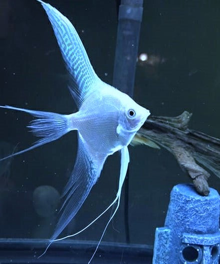 Blue Veiltail Angelfish