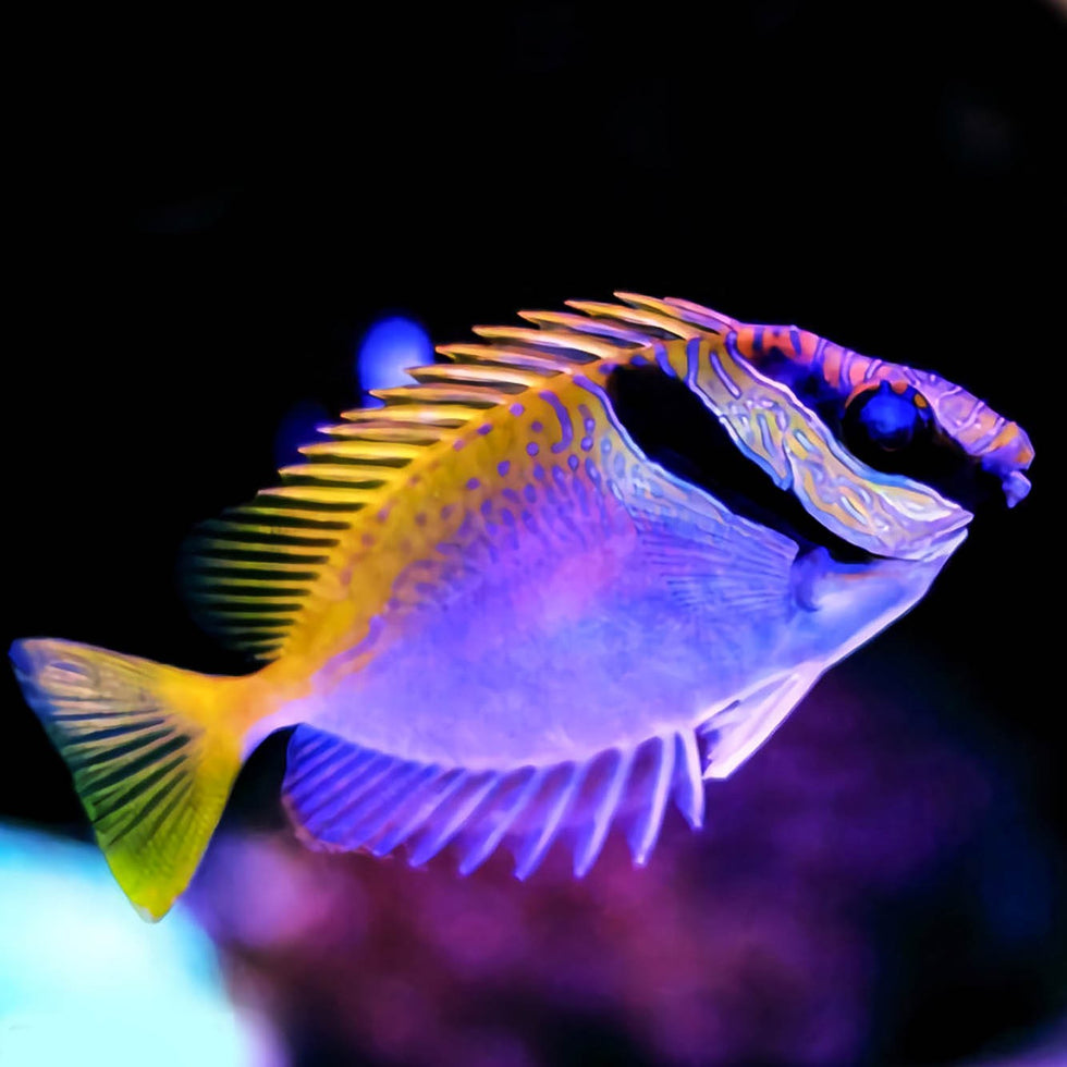 Live Foxface & Rabbitfish for Sale | Nature Aquariums AU