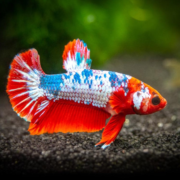 Flower Male HMPK Betta