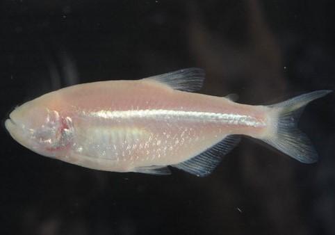 Blind Cave Fish 3.5 cm - Nature Aquariums