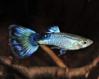 Blue Cobra Guppy Male