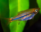 Blue Line Rasbora sarawak