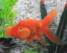 Bubble Eye Goldfish 6cm