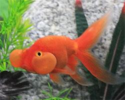 Bubble Eye Goldfish 6cm