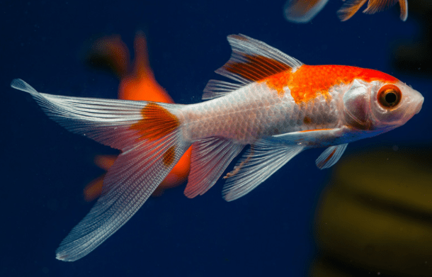 Red and White Comets 6-7 cm - Nature Aquariums