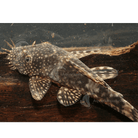Bristlenose Catfish 3.5-4.0 cm - Nature Aquariums